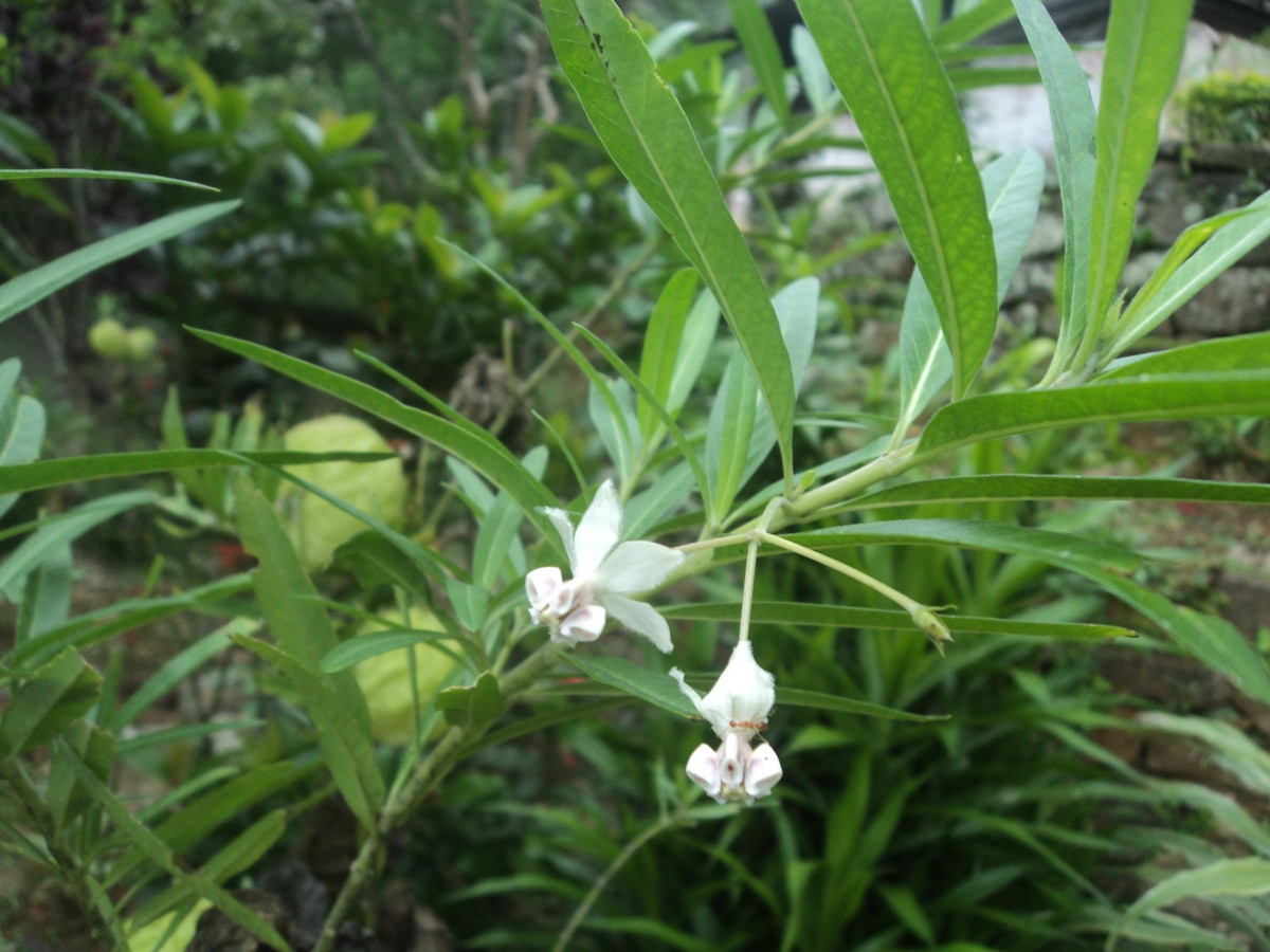 Gomphocarpus physocarpus E.Mey.